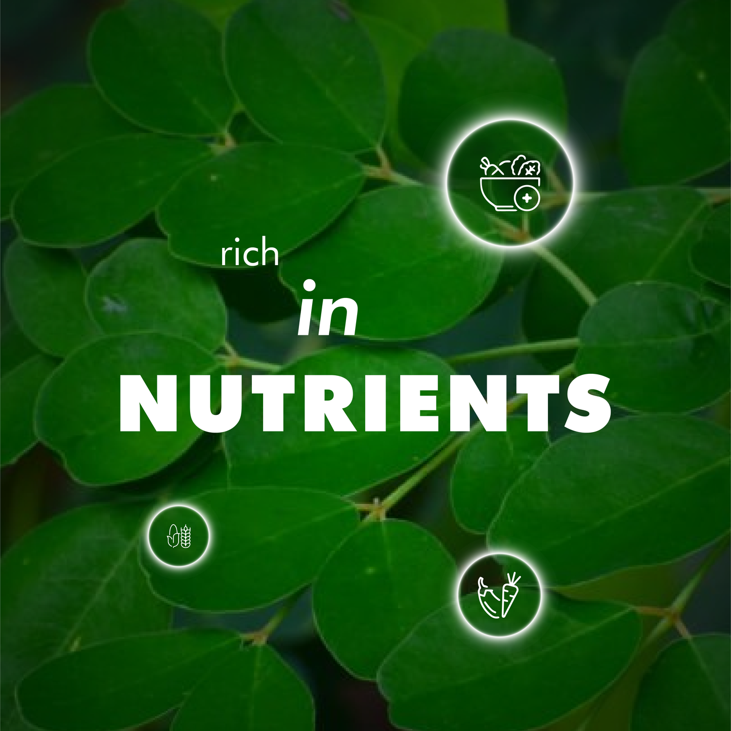 Moringa Capsules 60 Nos