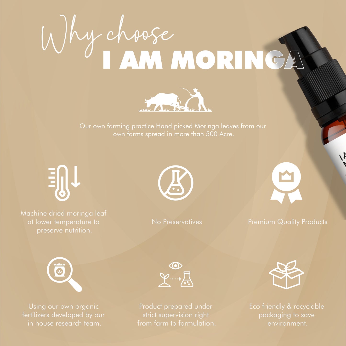 Moringa Oil 30 ml